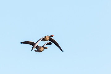 Greylag geese flying in the sky