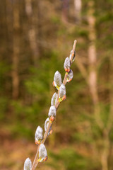 Catkins buds on a branch