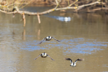 Goldeneye flying towards us