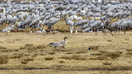 Flock with cranes and two Taiga bean goose on a field