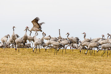 Grazing Cranes on a field at spring