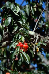 Cherries ripening on a tree in the Monchique mountains, Algarve, Portugal.