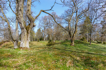Parkland with Wood anemone and old Oak trees at spring © Lars Johansson