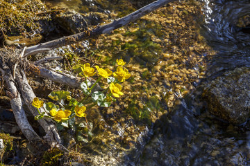 Marsh marigold flowers at a small creek