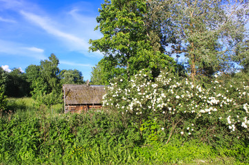 Summer landscape in countryside.