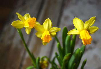 Yellow spring narcissus flowers growing in a pot.
