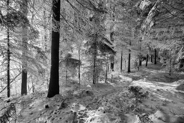 Forest during a cold winter day after snowfall in Switzerland
