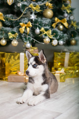 Puppy Husky under the New Year tree on a background of gold gifts. Little cute dog with different eyes
