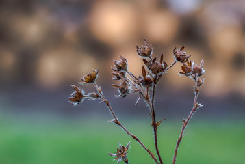 withered and still beautiful - vertrocknet und doch wunderschön