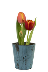 Rote Tulpen, Frühling, Holz
