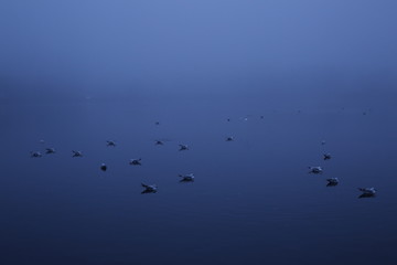 bird