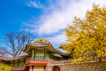 Changdeokgung Palace with beautiful spring flowers - Seoul, South Korea.