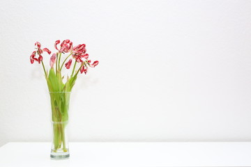 Limp tulip bouquet isolated on a sideboard