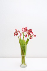 Limp tulip bouquet isolated on a sideboard