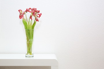 Limp tulip bouquet isolated on a sideboard
