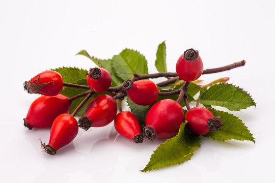 rose hip isolated