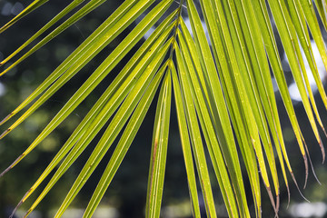Leaf of tropical palm - symbol of peace.
