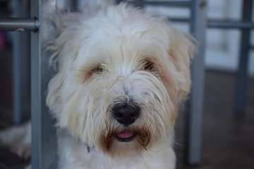 coton de tuléar