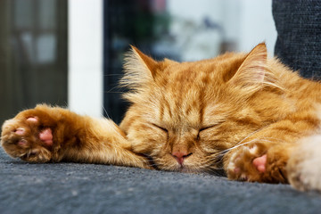 Sleeping Cute Ginger cat on the sofa. Close up sleeping Red cat.