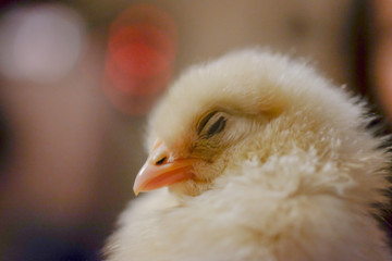 chicken close up on background ..