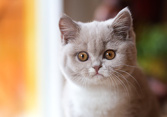 Zuckersüßes Katzenbaby in fawn-white - Britisch Kurzhaar Katze