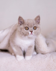 Fototapeta na wymiar Zuckersüßes Katzenbaby in fawn-white - Britisch Kurzhaar Katze