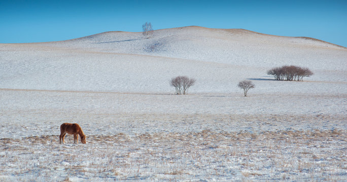Horse on Bashang grassland in Hebei, China