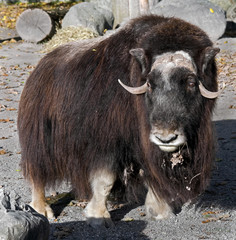Musk-ox. Latin name - Ovibos moschatus