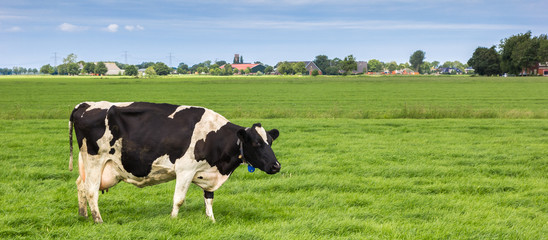 Panorama of a black and white cow in a dutch landscape