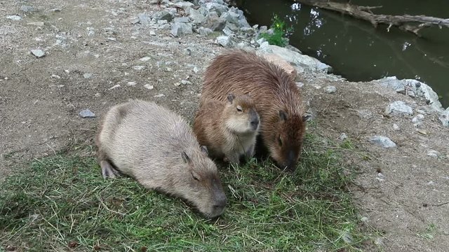 Family of Capybaras eating the grass