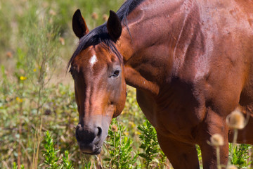 Naklejka premium Ritratto di cavallo al pascolo