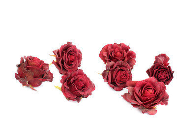 Sluggish red rose on a white background. Dried rose petals on white background. Flowers. Love.