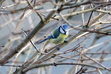 Blaumeise (Cyanistes caeruleus)