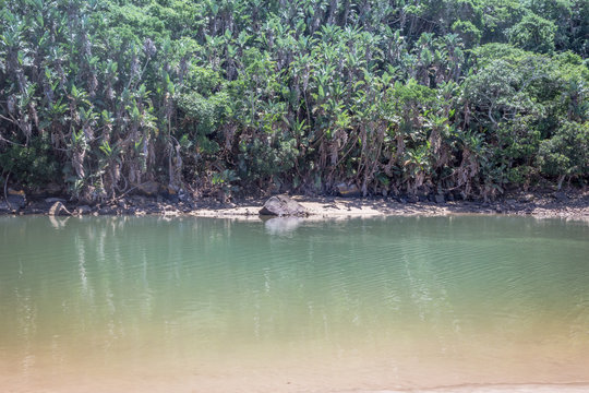 Tropical forest and river at low tide image. Sun dappled palmtrees at river edge.
