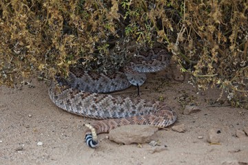 Rattle Snake Coiled Under Bush, Tongue Out