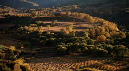 The landscape of Bashang in Hebei, China