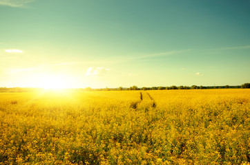 Obraz premium Bright yellow canola field under blue sky summer day