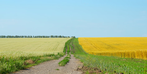 Buckwheat field under cloudy blue sky summer day