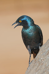 A Cape glossy starling (Lamprotornis nitens) perched on a branch, South Africa.