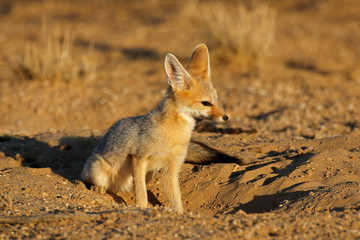 Obraz premium Cape fox (Vulpes chama) in natural habitat, Kalahari desert, South Africa.