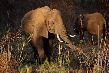 African elephant (Loxodonta africana) feeding, Kruger National Park, South Africa.