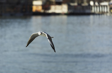Seagull  over the river