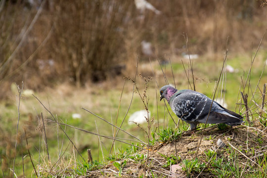 pigeon is searching for food