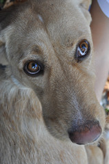 Labrador dog face