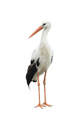 stork