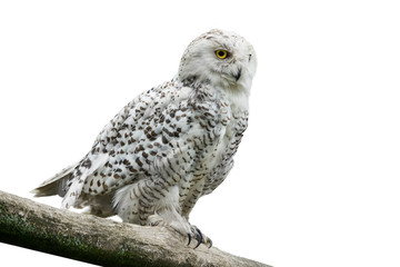 owl (Nyctea scandiaca)