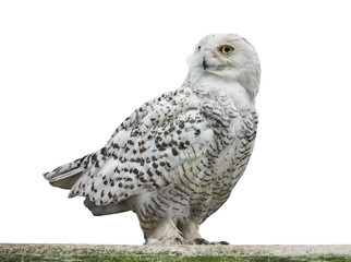 owl (Nyctea scandiaca)