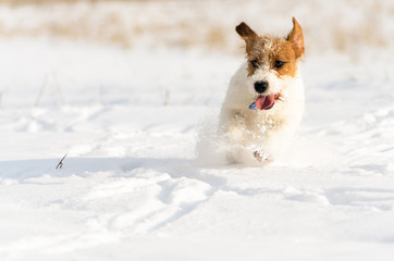 A small white Jack Russell Terrier dog is playing around in a meadow where there is a lot of snow in the winter. 