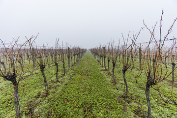Obraz premium green vineyards in morning mist