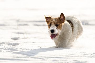 A small white Jack Russell Terrier dog is playing around in a meadow where there is a lot of snow...
